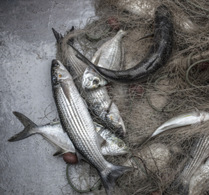 <span>- sweden -</span>Fishing Net