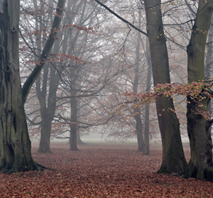 <span>- sweden -</span>Red Forest